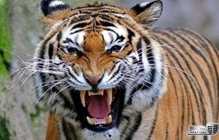 娱乐圈爆料老虎哥是谁,老虎哥身份大起底，真相令人震惊！