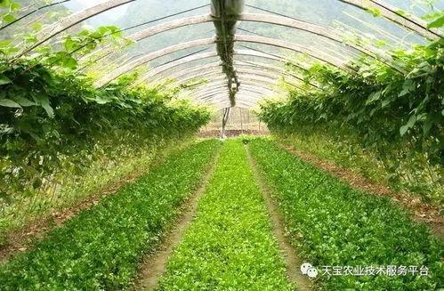 蔬菜种植爆料怎么做视频,打造精彩视频教程，轻松掌握种植技巧