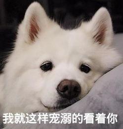 新春萨摩伊爆料视频下载,精彩瞬间抢先看