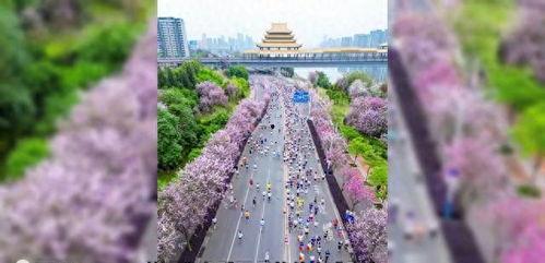 盛开的紫荆花在线观看